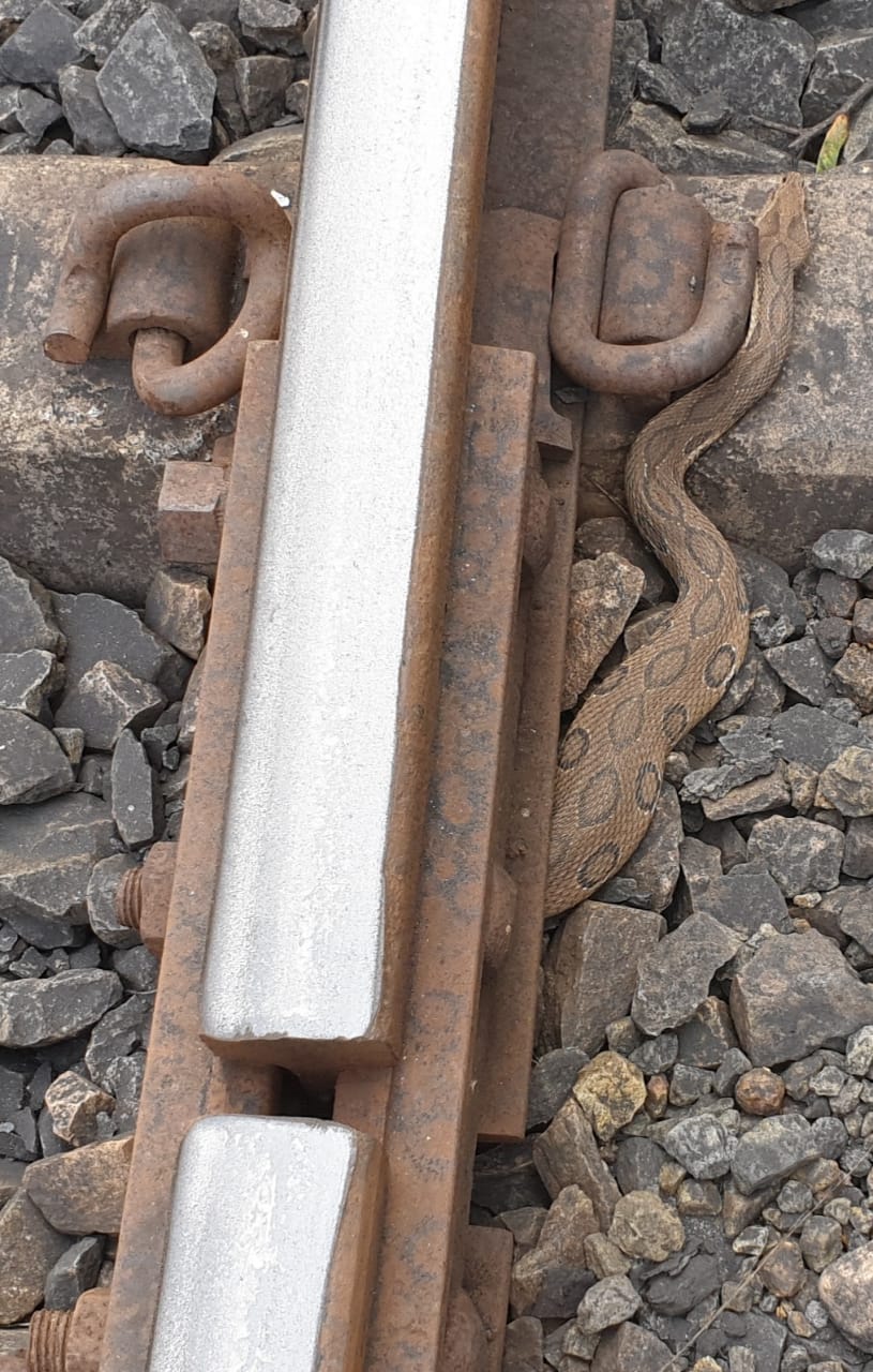 रेलवे पटरी के नीचे बैठा था रसेल वाइपर सांप
