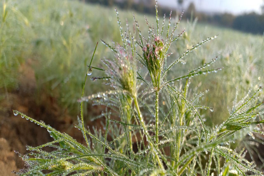 crops get new life after rainfall during winter in jodhpur division