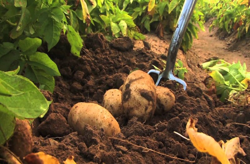 diabetes-patients-sugar-free-potato-farmingcentral-potato-research