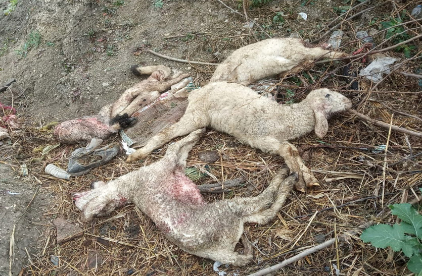 अज्ञात जानवर के हमले सेे बाड़े में बंद भेड़ों सहित 21 मैमनों की मौत