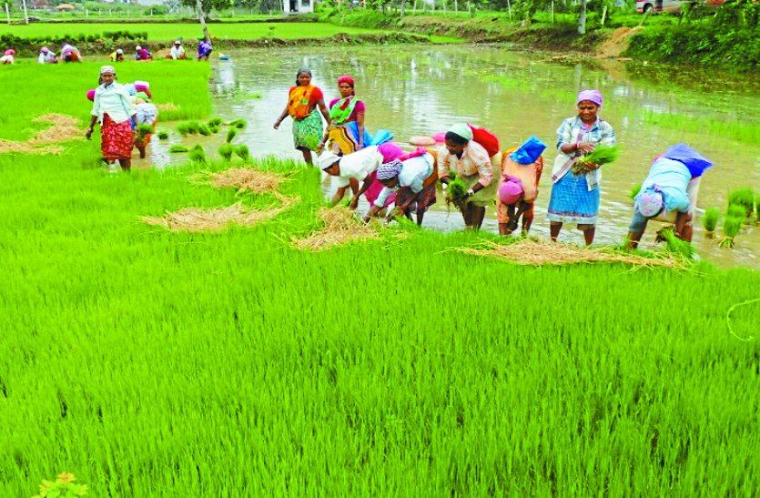कृषि विभाग ने गर्मी फसल का घटाया रकबा, जिले में पहली बार रागी की खेती