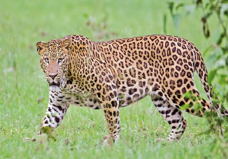 यूपी का पहला लैपर्ड रेस्क्यू सेंटर इटावा सफारी पार्क में बनेगा