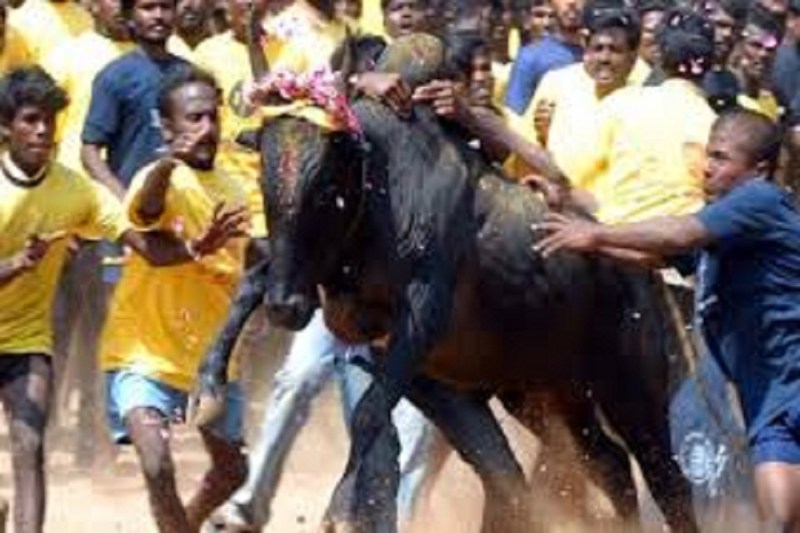 अलंगनल्लूर के जल्लीकट्टू में सांड से टक्कर में एक की मौत, ३० से अधिक घायल