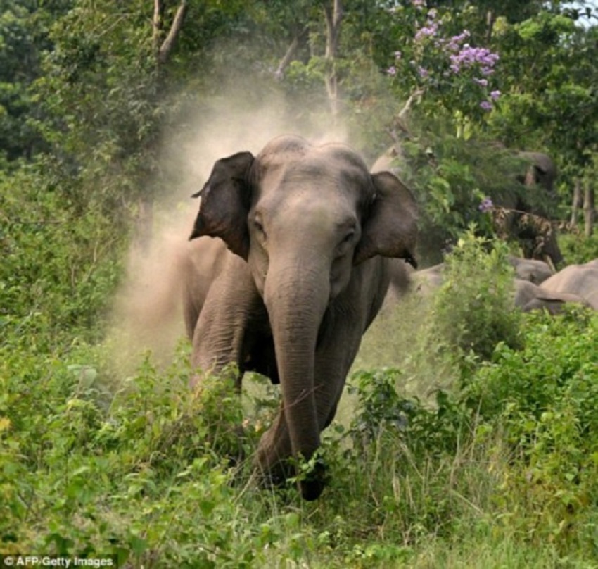 हाथी के हमले से दो की मौत
