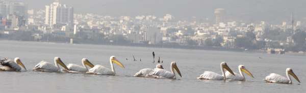 Patrika Bird Fair: इन परिंदों की खूबसूरती के कायल हैं लोग, इसलिए खिंचे चले आते हैं इस मेले में