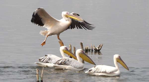 Patrika Bird Fair: इन परिंदों की खूबसूरती के कायल हैं लोग, इसलिए खिंचे चले आते हैं इस मेले में