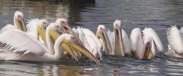 Patrika Bird Fair: इन परिंदों की खूबसूरती के कायल हैं लोग, इसलिए खिंचे चले आते हैं इस मेले में