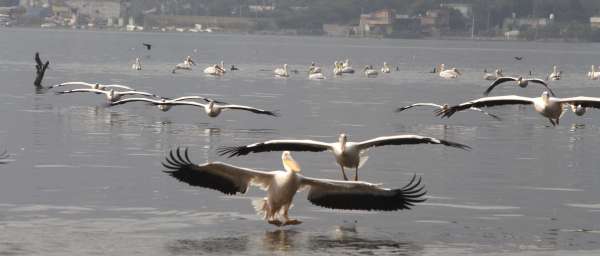 Patrika Bird Fair: इन परिंदों की खूबसूरती के कायल हैं लोग, इसलिए खिंचे चले आते हैं इस मेले में