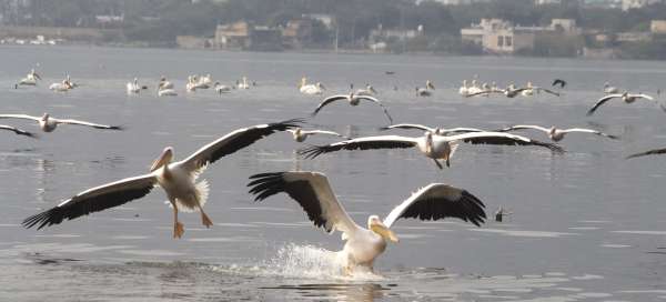Patrika Bird Fair: इन परिंदों की खूबसूरती के कायल हैं लोग, इसलिए खिंचे चले आते हैं इस मेले में