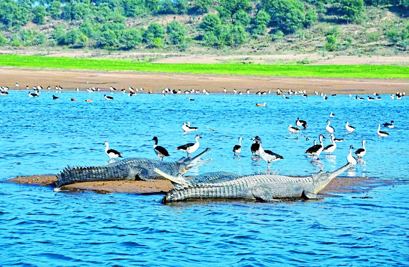 chambal sanctuary have largest number of Alligator in india