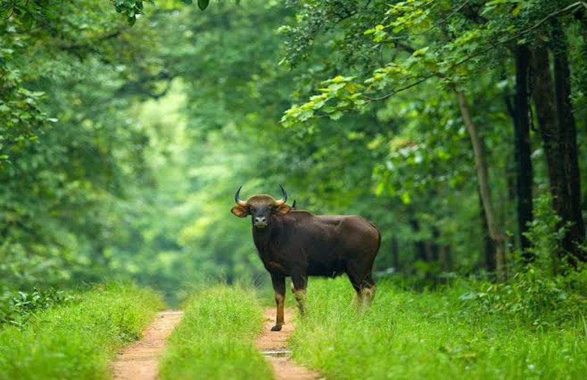 वन्यप्राणियों की बहार, बारनवापारा अभयारण्य को सोनाखान तक बढ़ाने की तैयारी