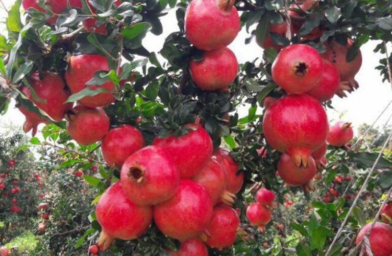Barmer is largest producer of pomegranate in state