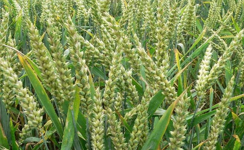 Rabi crops come to life after the rain of Mavath