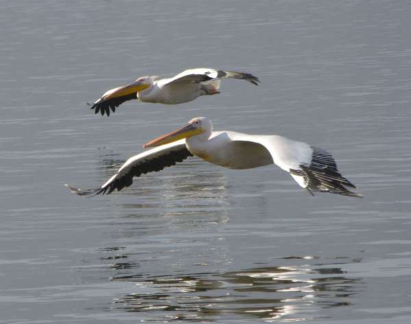 Patrika Bird Fair : अलविदा... अगले साल फिर मिलेंगे...