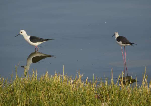 Patrika Bird Fair : अलविदा... अगले साल फिर मिलेंगे...
