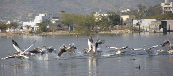 Patrika Bird Fair : अलविदा... अगले साल फिर मिलेंगे...