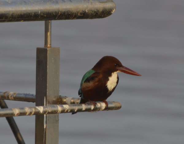 Patrika Bird Fair : अलविदा... अगले साल फिर मिलेंगे...