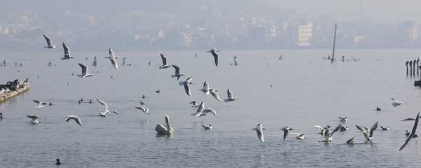 International Bird Fair in Ajmer