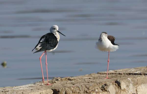 International Bird Fair in Ajmer