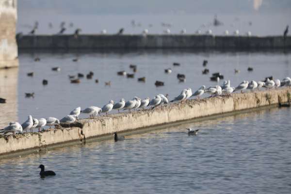 International Bird Fair in Ajmer