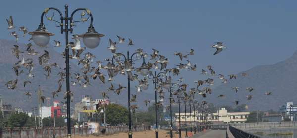 International Bird Fair in Ajmer