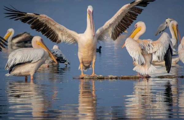 Patrika Bird Fair : अलविदा... अगले साल फिर मिलेंगे...