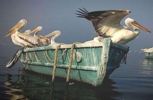 Patrika Bird Fair : अलविदा... अगले साल फिर मिलेंगे...