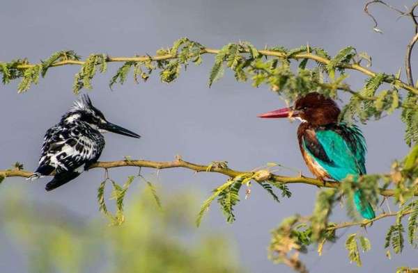 Patrika Bird Fair : अलविदा... अगले साल फिर मिलेंगे...