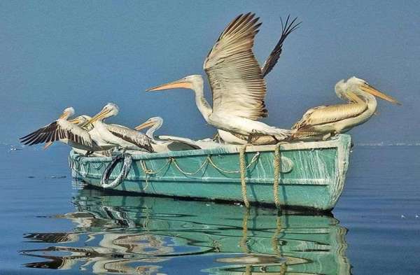 Patrika Bird Fair : अलविदा... अगले साल फिर मिलेंगे...