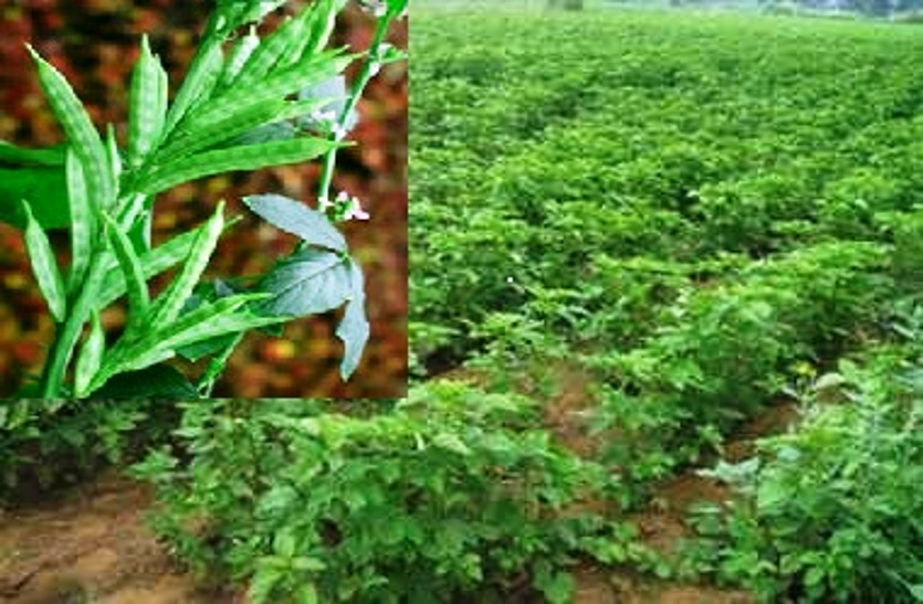 guar-gum-cultivation-powder-guar-gum-news-cm-ashok-gehlot