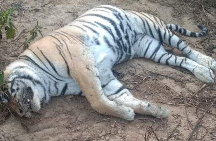रणथम्भौर ने खोया एक और बाघ, राजबाग वन क्षेत्र में हुआ अंतिम संस्कार