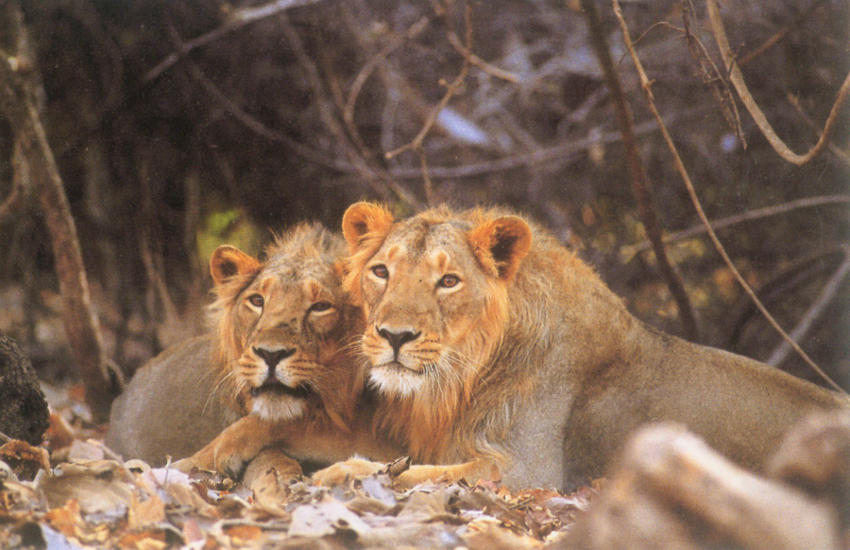 राजकोट के पास दिखे दो शेर