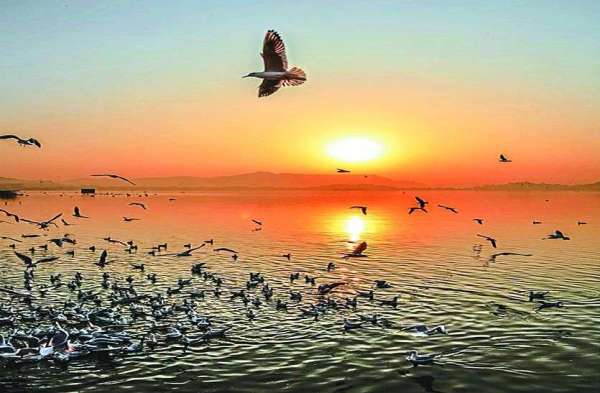 पत्रिका बर्ड फेयर 2020 : बेस्ट फोटोग्राफी के लिए मिला  सम्मान