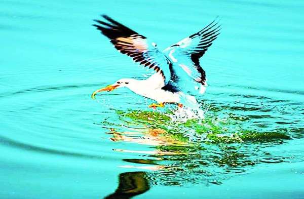 पत्रिका बर्ड फेयर 2020 : बेस्ट फोटोग्राफी के लिए मिला  सम्मान