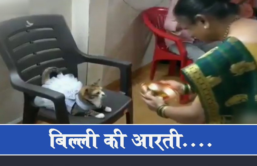 औरत ने उतारी बिल्ली की आरती, माथे पर तिलक लगा कर की पूजा, वीडियो देख हर कोई हैरान