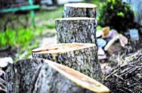 Road construction contractors get exemption from the forest department, green trees are cut off without any fear