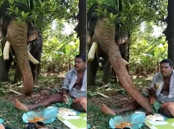 Elephant viral video 