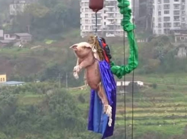 Animal Cruelity with Pig
