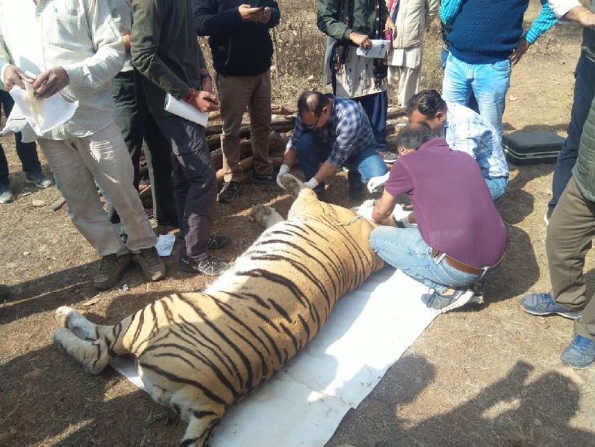 इस राष्ट्रीय उद्यान में हो गई इस बाघ की मौत