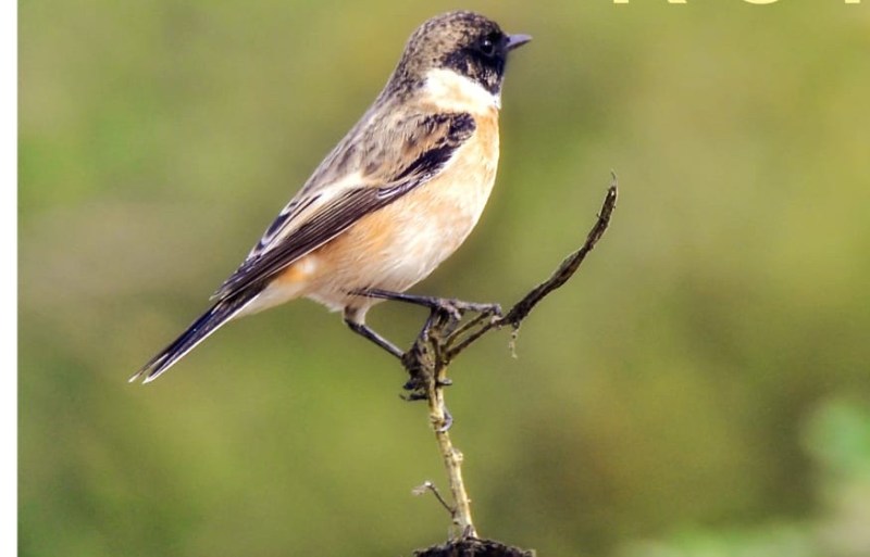 कूनो नेशनल पार्क में मिली दुर्लभ और विलुप्त पक्षियों की 12 प्रजातियां