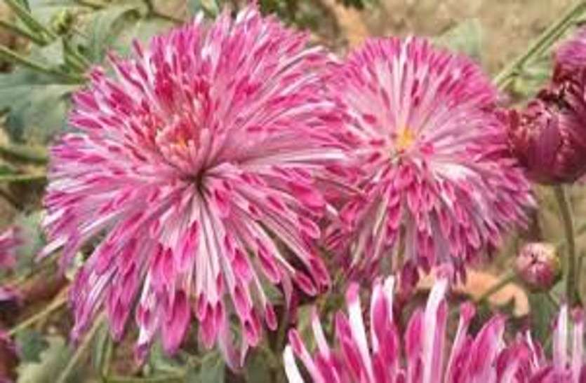 new-variety-of-chrysanthemum-shekhar-national-botanical-research