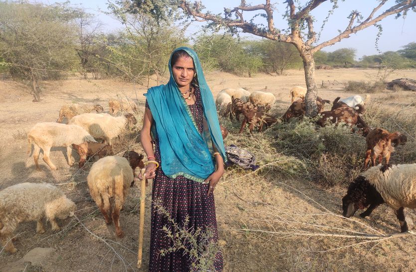 राजस्थान के भीलवाड़ा की इस पंचायत में भेड़ों को चराने वाली भंवरी बन गई सरपंच