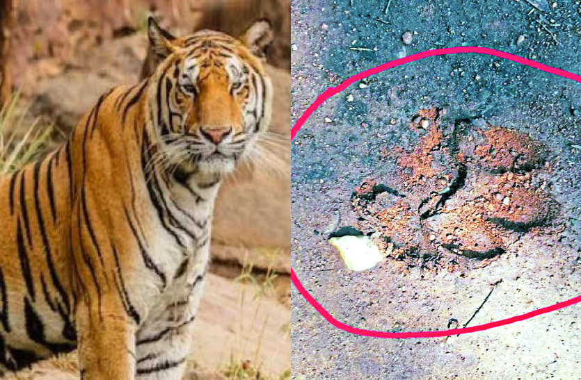 कांकेर: चारामा के जंगल पहुंचा बाघ, मिले पंजे के निशान, ग्रामीणों में दहशत का माहौल