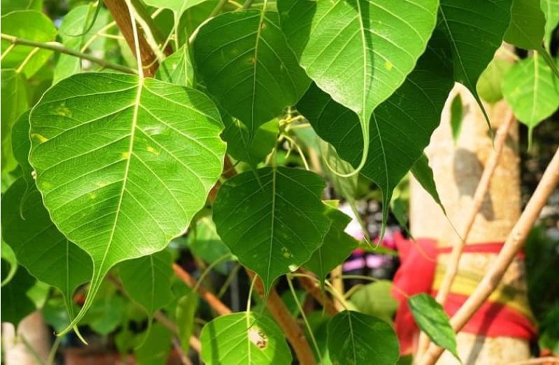 कष्टों से मिलेगी मुक्ति, अमावस्या के दिन पीपल के नीचे कर लें ये उपाय