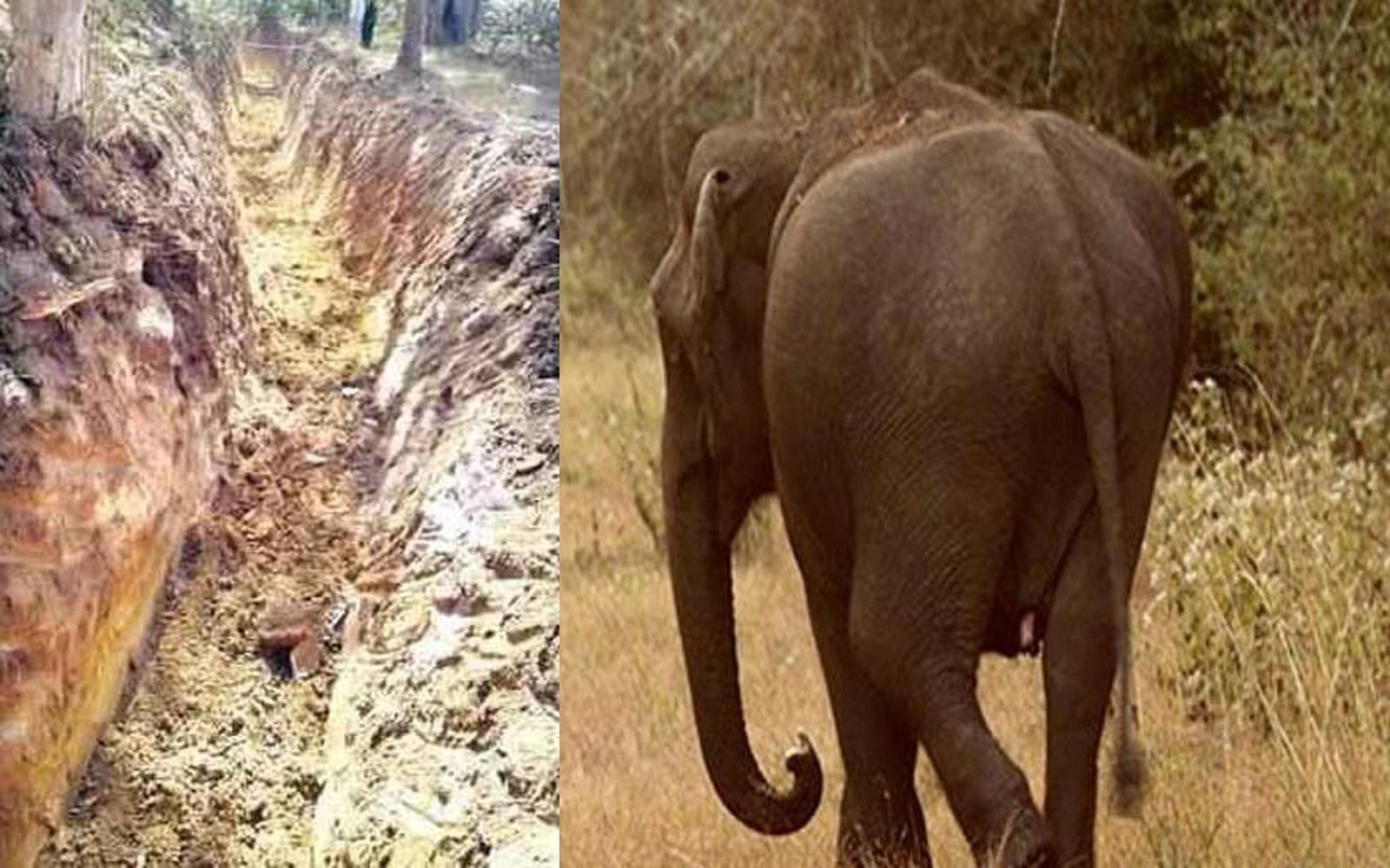 जंगली हाथियों को रोकने के लिए नहर का निर्माण