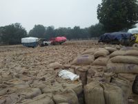 satna: Warehouse Corporation failed to provide 84000 MT paddy storage space