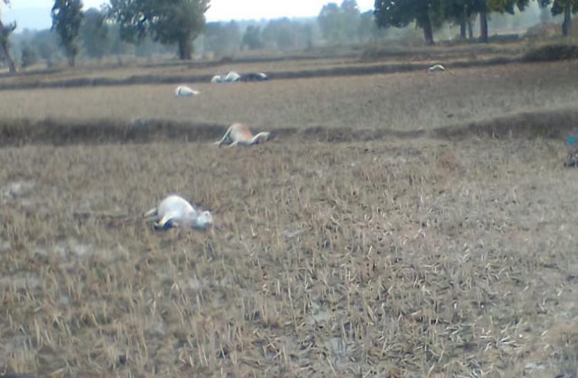 खुलासा : जहर देकर मारा गया था गायों को, नहीं मरने पर फेंका गया तेजाब, काटे गए थे कान