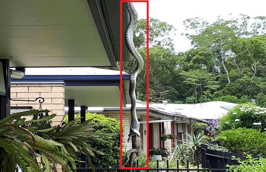 snake hanging on the roof of the house and swallowed such a big lizard