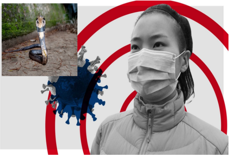 Coronavirus: चमगादड़ और सांप से फैल रहा कोरोनावायरस