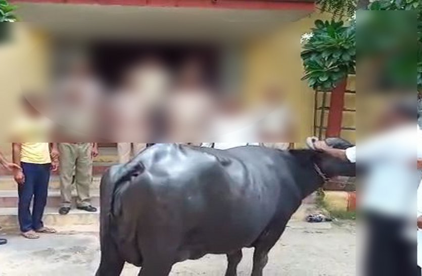 police caught buffalo thief in bhind 